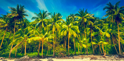 Пальмовый рай Самуи