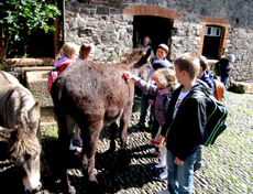 Обучение в Британской школе Kingsley School, North Devon, Bideford, Великобритания