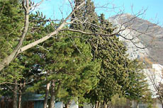 зеленые деревья вокруг отеля Korali в Черногории