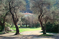 Деревья оливы вокруг виллы Oliva