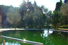 Озеро в окружении деревьев