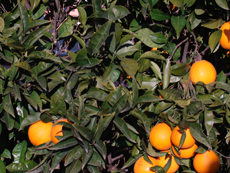 Апельсиновое дерево на вилле в Шушене
