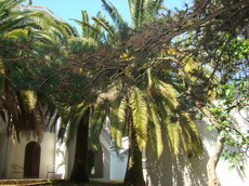  Пальмы на территории отеля в Бечичах