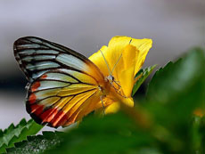 Паттайя сад бабочек