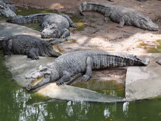 крокодилы паттайя