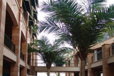 Пальмы на территории отеля "Марина Сити"
