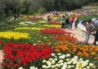Парад тюльпанов пройдёт в Крыму