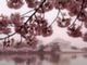 В Вашингтоне пройдет традиционный фестиваль цветущей вишни