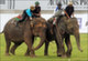 В Таиланде стартовал турнир по «слоновьему поло»