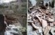 В пещере на Краби обнаружена доисторическая наскальная живопись